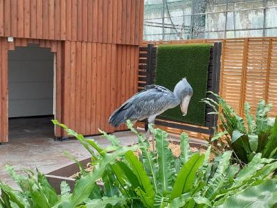 掛川花鳥園と早朝散歩