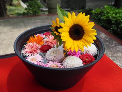 花手水と御朱印が可愛い♪法輪寺　穴八幡宮で金運アップ？！ 池袋から早稲田まで歩いてみたら…