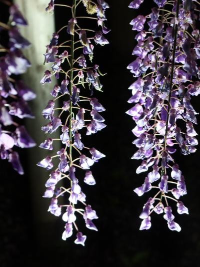 チャリと行く春の花旅東日本 2022 /７日目(4/28)後編