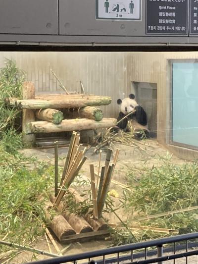 2022年5月6日 久々の "上野動物園" 。シャンシャンには入園直後1回だけ並ばずに会えますが、撮影のためには再度の並びなおしが必要！