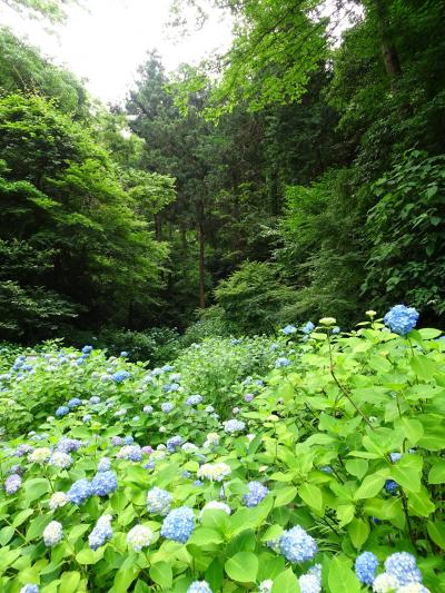 鎌倉散策前編：明月院で花を愛でる