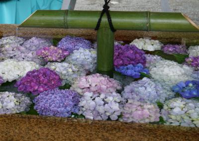 鎌倉で紫陽花ランチ