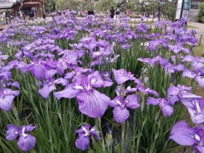 ’２２　東京花さんぽ　堀切菖蒲園１（中華料理タカノ～堀切菖蒲園～堀切水辺公園）