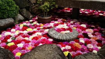 若草かおる大和路へ・・花の　岡寺 / 長谷寺