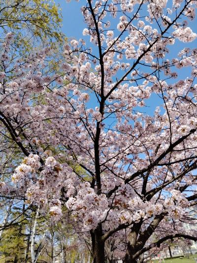 202204 桜　近代美術館　地獄谷など…