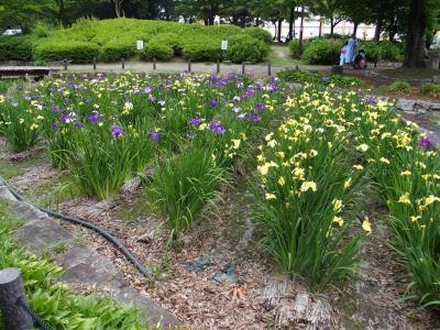 神宮東公園の花菖蒲・築港善光寺2022