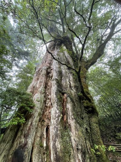 はじめての屋久島