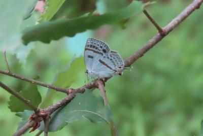 2022年森のさんぽ道で見られた蝶(27)その1)アカシジミ、ウラナミアカシジミ、ミズイロオナガシジミ、ルリシジミ、ベニシジミ