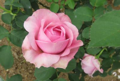 2022春、東山動植物園(5/8)：カウンティ・フェア、マガリ、プレステージ・ドゥ・リヨン