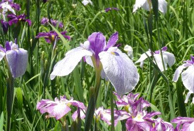 智光山公園・・菖蒲園と紫陽花とちょっとだけ薔薇も