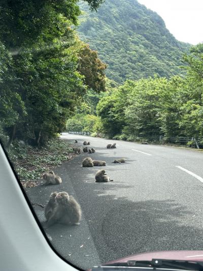 屋久島　白谷雲水峡　太鼓岩までの土砂降り山登りと　屋久島一周ドライブ