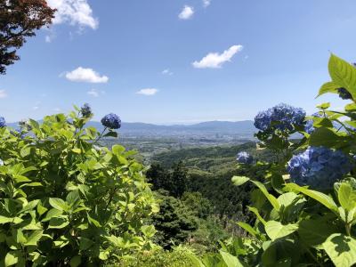 京都のアジサイ有名二ヶ寺をはしごした