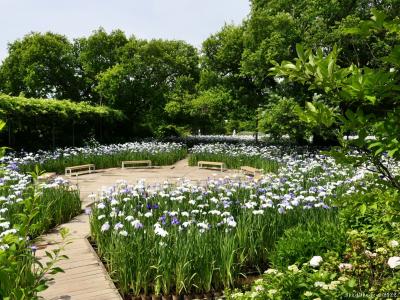 「あしかがフラワーパーク」の花菖蒲とアジサイ_2022_見頃が始まりました（栃木県・足利市）