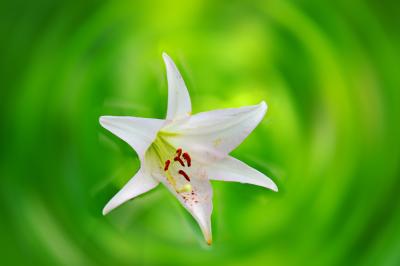 「御嵩の森」へ・・ササユリの群生地があり