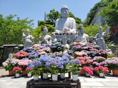 母・弟と行く梅雨前の壷阪寺～紫陽花に囲まれた大仏さまは嬉しそうにされてました(^^♪