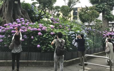 梅雨をね、黒湯温泉から銀座300円グルメっ、白山神社紫陽花して〆は北千住酒場なりの１日編