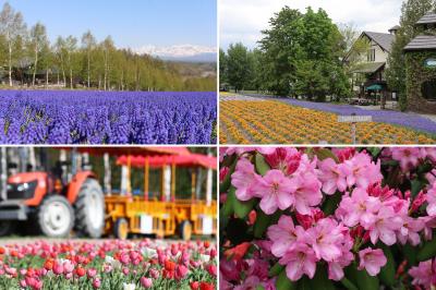 春の花が咲き誇る四季彩の丘・ファーム富田とツツジ満開の男山酒造庭園　美瑛・中富良野・旭川