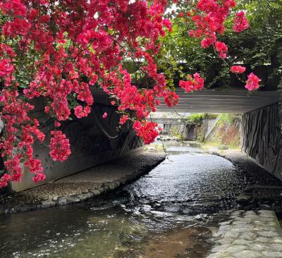 バスフリーきっぷでめぐる「初夏の花咲く熱海」