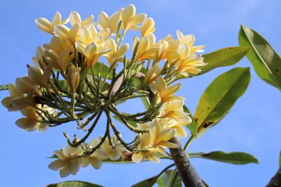 ２０２２年４月　元気出せ！バリ島の旅　6日目：買い物とジュプンの種採取！