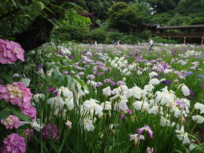 紫陽花と花菖蒲に癒された本土寺、そして五感全てを動員して味わったカフェランチ。
