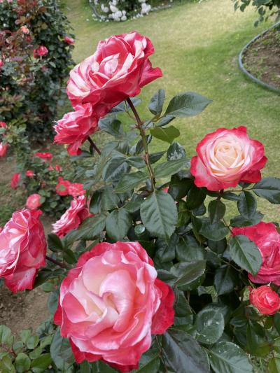 夏の恒例旅行3泊4日の旅 ★4日目最終日 高遠~駒ケ根