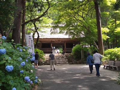 「蛍船」の乗船目当てに一の股温泉に泊まりに行く①～紫陽花の「阿弥陀寺」と防府散策～