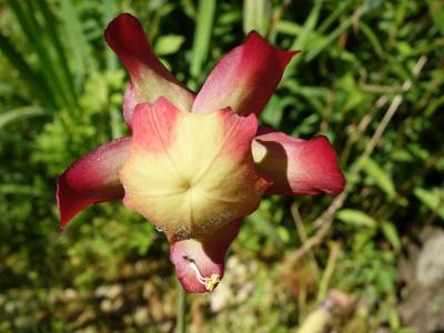 6月　神戸で見た花