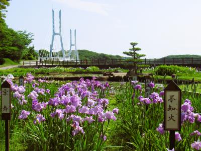 ２０２２年６月　山口県　ときわ公園に菖蒲を見に行きました。