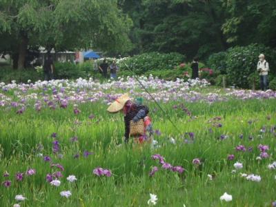 横須賀しょうぶ園