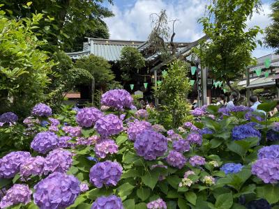 2022年6月　白山神社文京あじさいまつり＆六義園