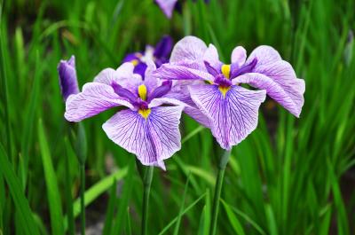 国指定史跡「女堀」の花しょうぶ園