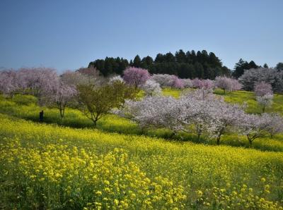 はじめましての桜絶景 さくら探し2022前半 小宅古墳群と花の山