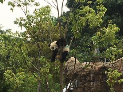2022パンダ鑑賞記録☆6月は上野パンダ3きょうだいの誕生日ラッシュでパンダグッズに散財☆上野動物園☆