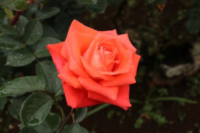 春のバラめぐり　旧古河庭園　都電荒川線沿線　Rose garden in spring