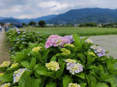 紫陽花開く農道を歩く