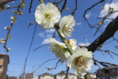 2022春、名古屋市農業センターの枝垂れ梅(1/5)：3月21日(1)：落花盛んの枝垂れ梅、雪柳、パンジー、豌豆、水仙