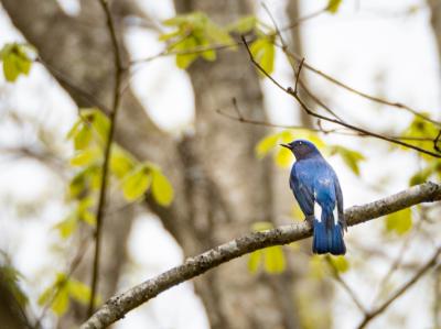 GW道南旅04 : ガイドさんにお願いして大沼森林公園で野鳥撮影。ワタシには鳥の影しか見えません(ﾉД`)