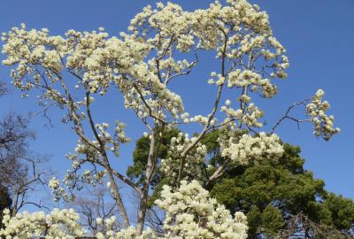 2022春、名古屋市農業センター(4/5)：紫木蓮、白木蓮、四手辛夷、木瓜、緋の司枝垂れ