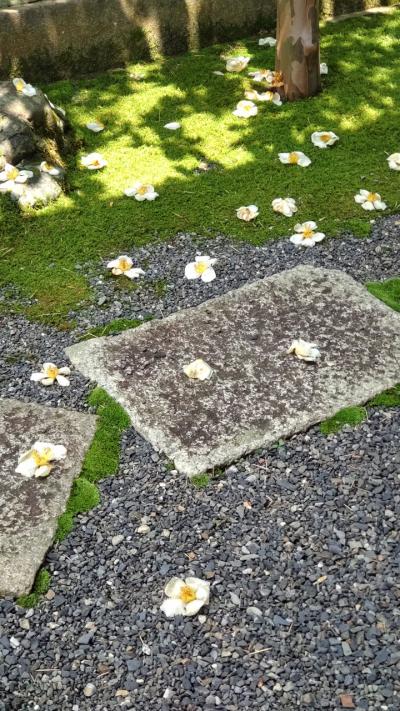 沙羅双樹の花の色、盛者必衰の理をあらわす～限定公開の京都 妙心寺 東林院 ～