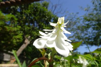 馬場花木園散歩　５月の花（４６種）２０２２年