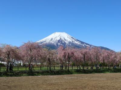 チャリと行く春の花旅東日本 2022 /９日目(4/30)前編