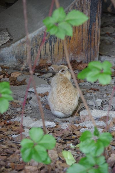 瀬戸内海の大久野島「うさぎ島」に行ってみた