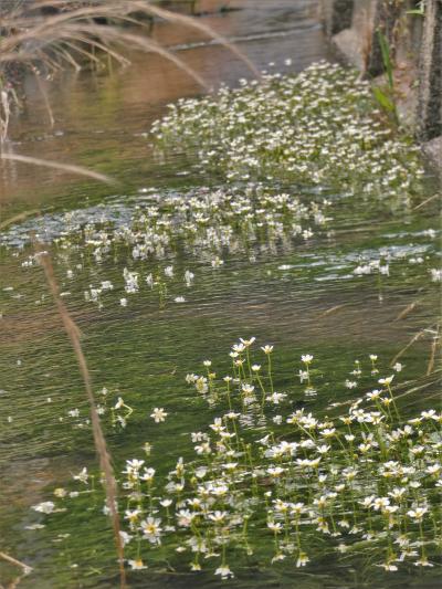 北播磨花めぐり