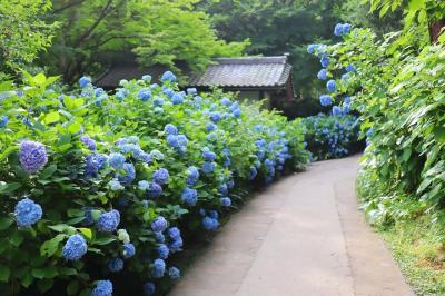鎌倉の紫陽花＊明月院