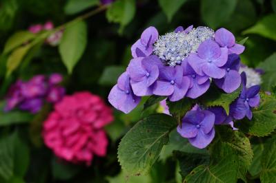 紫陽花を見に鎌倉へ 2022