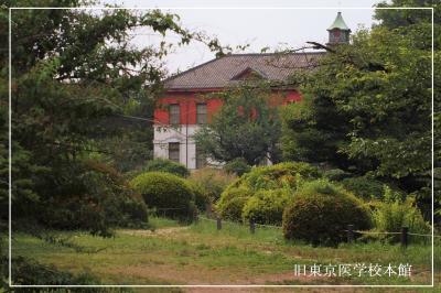6月の草むら《舎人公園・小石川植物園》　　ちょっとだけ