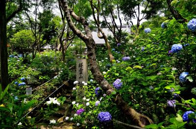 問柳尋花 北摂川西＜後編＞祥雲山 頼光寺