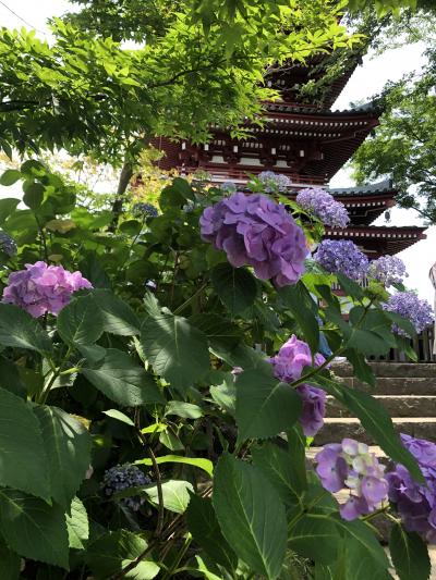 千葉のあじさい寺と言われる本土寺へ