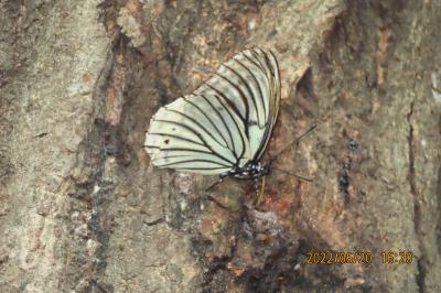 2022年森のさんぽ道で見られた蝶(30)その1)アカボシゴマダラ、スジグロシロチョウ