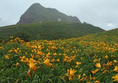 大佐渡山地・金剛山縦走＆杉巨木群と大膳神社薪能　2022.6  4日目　カンゾウ・アサギマダラ編